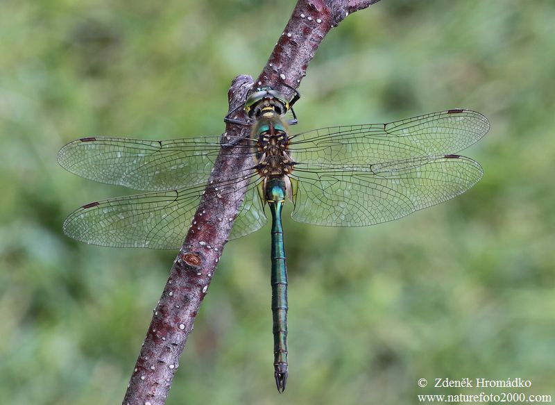 Briliant emerald, Somatochlora metallica (Dragonflies, Odonata)
